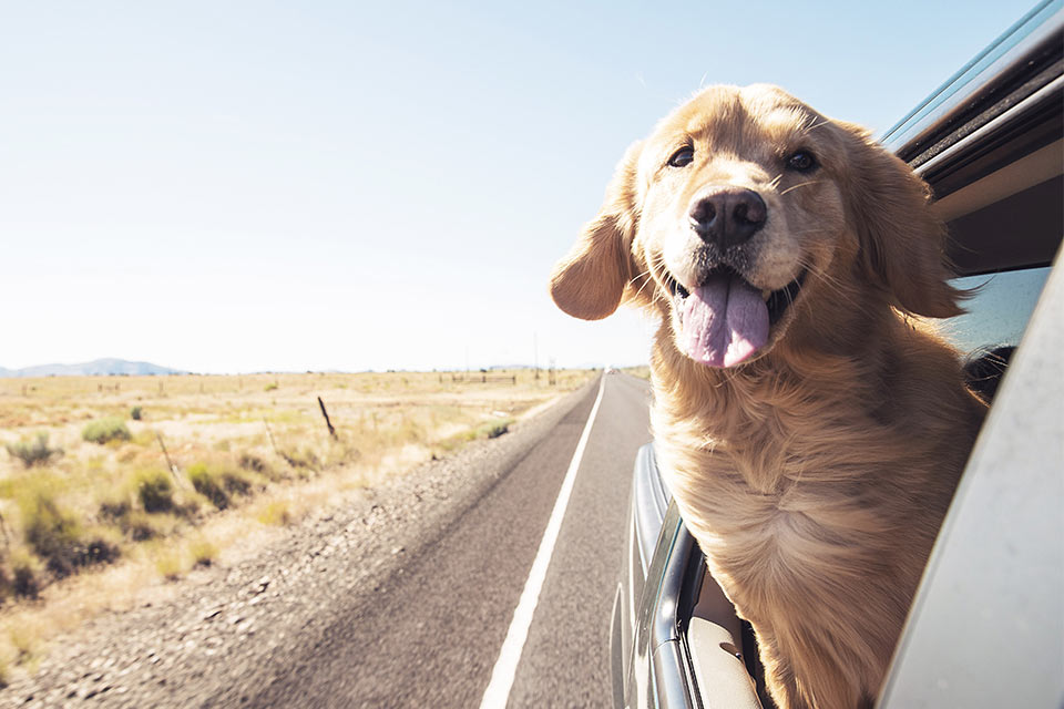Hund i varm bil om sommeren