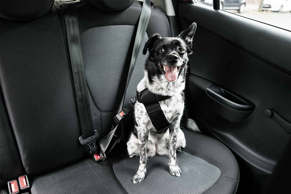 Lille hund på bagsædet i bilen