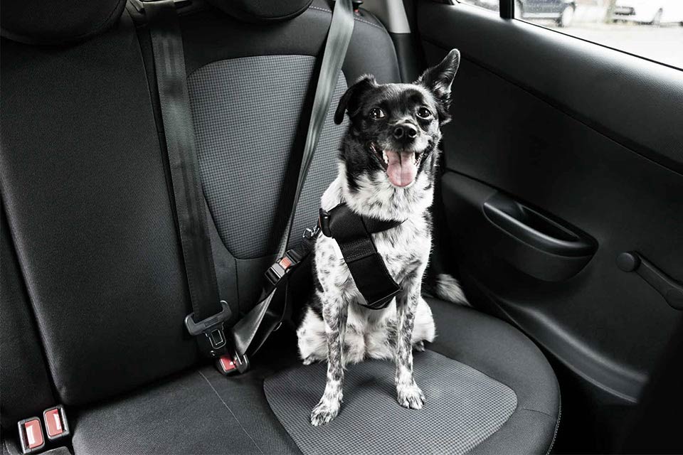 Hund på bagsæde i bilen